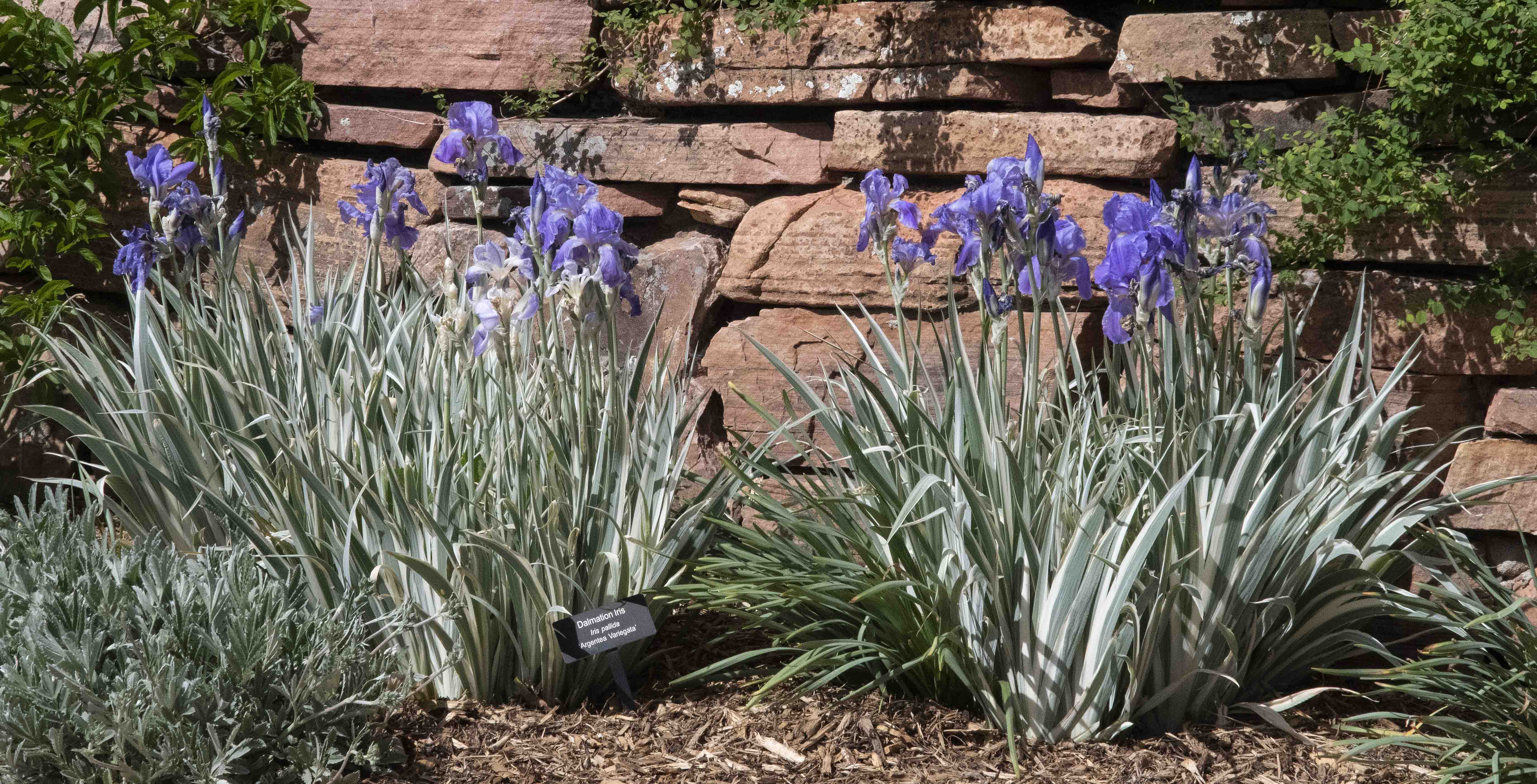 White Dalmatian Iris
